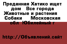 Преданная Хатико ищет дом - Все города Животные и растения » Собаки   . Московская обл.,Юбилейный г.